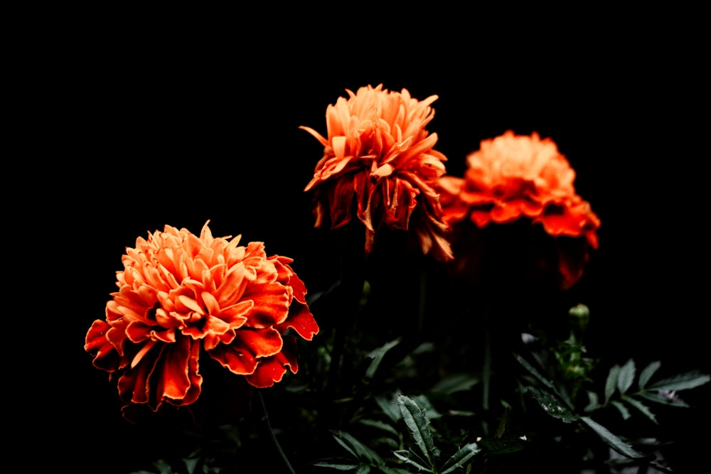 Premium Orange Marigold, Yellow Marigold & Scarlet Red Marigold (300 Seeds)