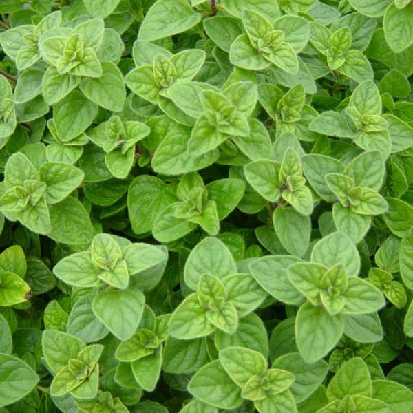 50 Premium Seeds of Oregano (Origanum vulgare) Herb