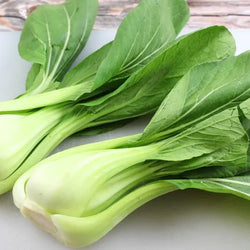 100 Seeds of Premium Pak Choi All Green