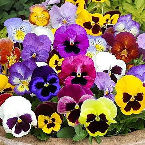 Nursery Wala 200 Insaani Chehre Wale Flowers ke Beej (Pansy Seeds)