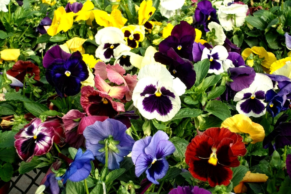 600 Premium Hybrid Seeds of Petunia Mix & Pansy Mix flowers with Instruction sheet