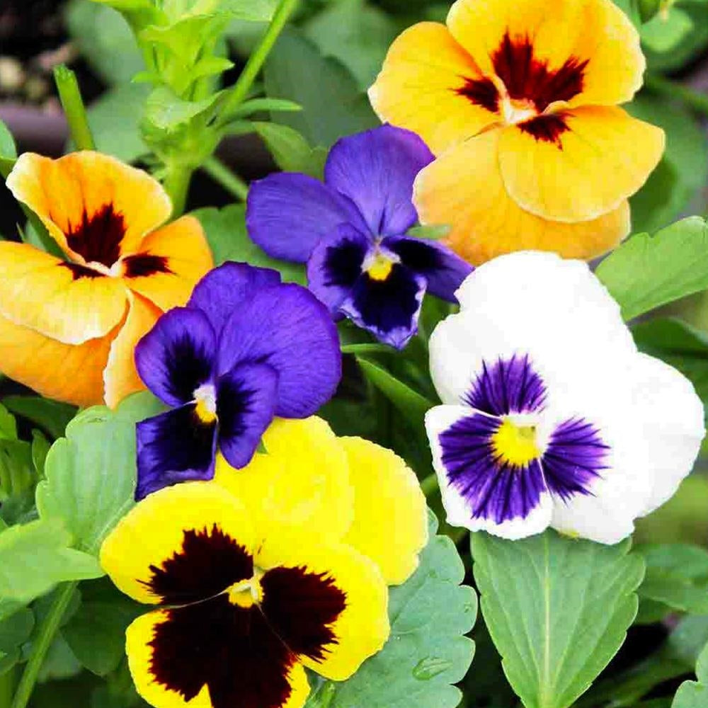 Winter Flower Seeds Collection  -  1500 Premium Seeds of Petunia, Chrysanthemum, Dianthus, Dahlia T S, Calendula & Antirrhinum