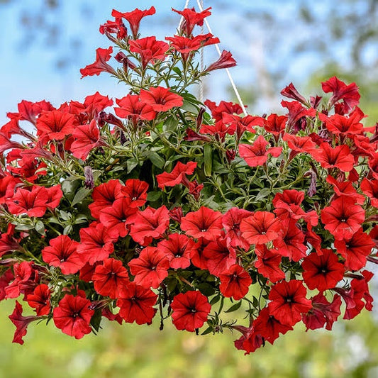 500 Premium Seeds of Petunia Scarlet Red Flower