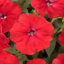 200 Premium Seeds of Petunia Scarlet Red Flower