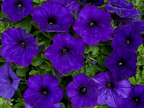 1500 Premium Seeds of Petunia Blue, Petunia White & Petunia Pink