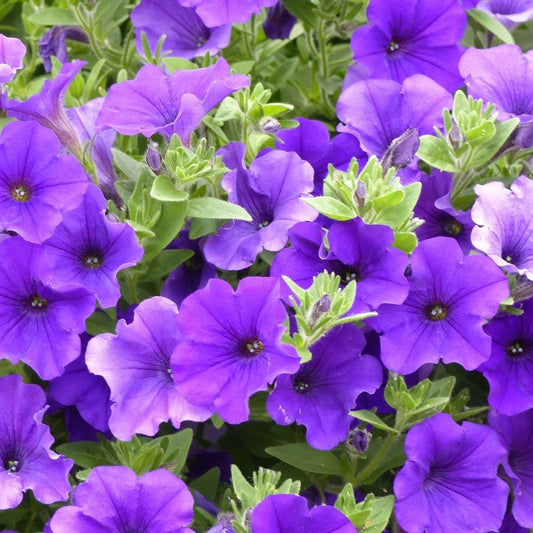 1000 Premium Seeds of Petunia Blue & Petunia Pink