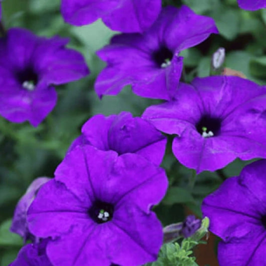 500 Premium Seeds of Petunia Nana Compacta Blue Flowers