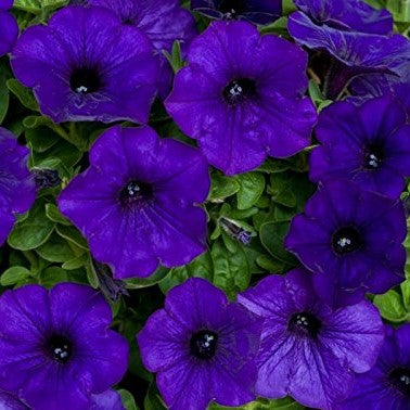 500 Premium Seeds of Petunia Nana Compacta Blue Flowers