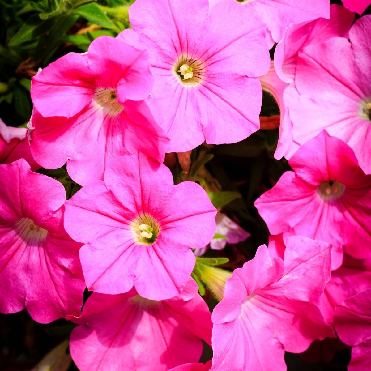 1500 Premium Seeds of Petunia Pink, Petunia White & Petunia Scarlet Red