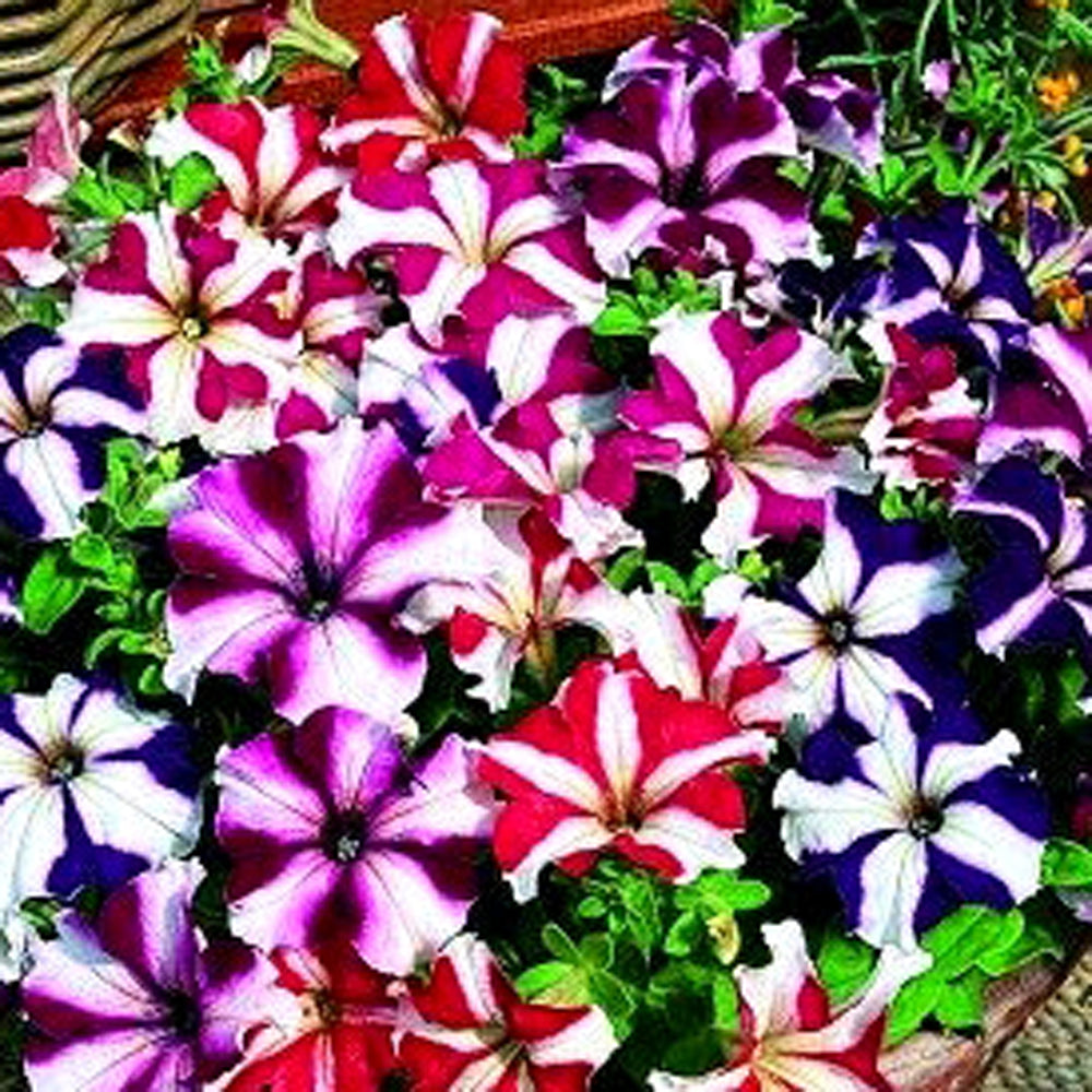 600 Premium Hybrid Seeds of Petunia Mix & Pansy Mix flowers with Instruction sheet