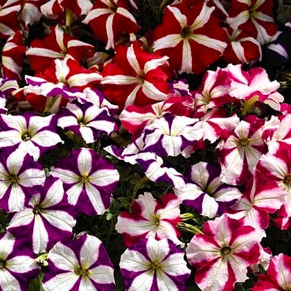 Winter Butterfly Pack - Petunia, Pansy, Chrysanthemum, Dahlia & Dianthus (1000 Seeds)