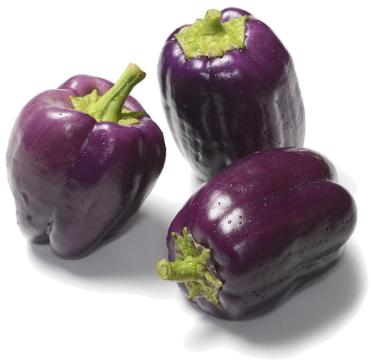 Premium Purple Capsicum Seeds (10 Seeds)