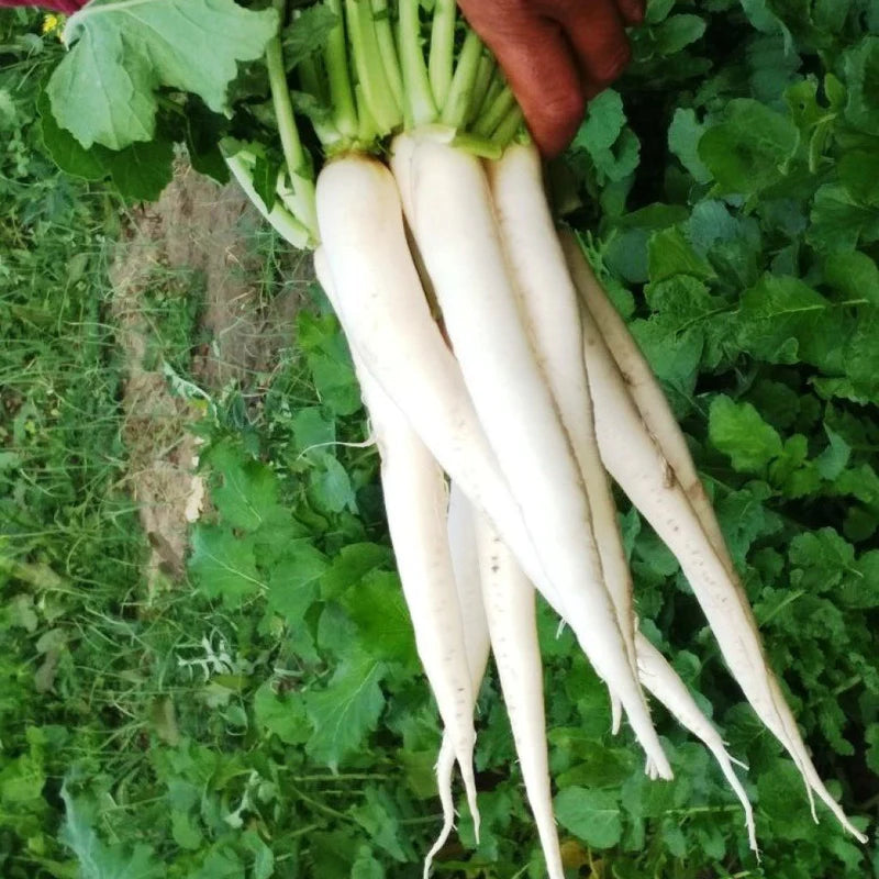 Premium Hybrid Seeds of Radish White/ Mooli / Muli