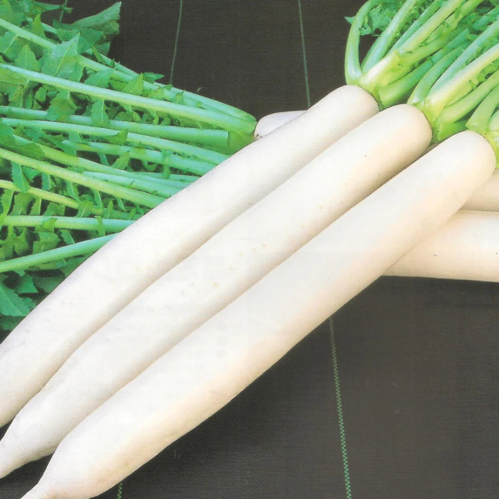 Premium Hybrid Seeds of Radish White/ Mooli / Muli