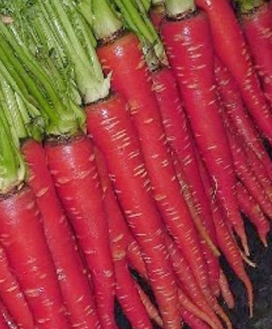 Premium Red Carrot Seeds ( 50 Seeds)