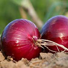 100 Premium Seeds of Red Onion / Pyaaz / Pyaj ( Onion Creole)