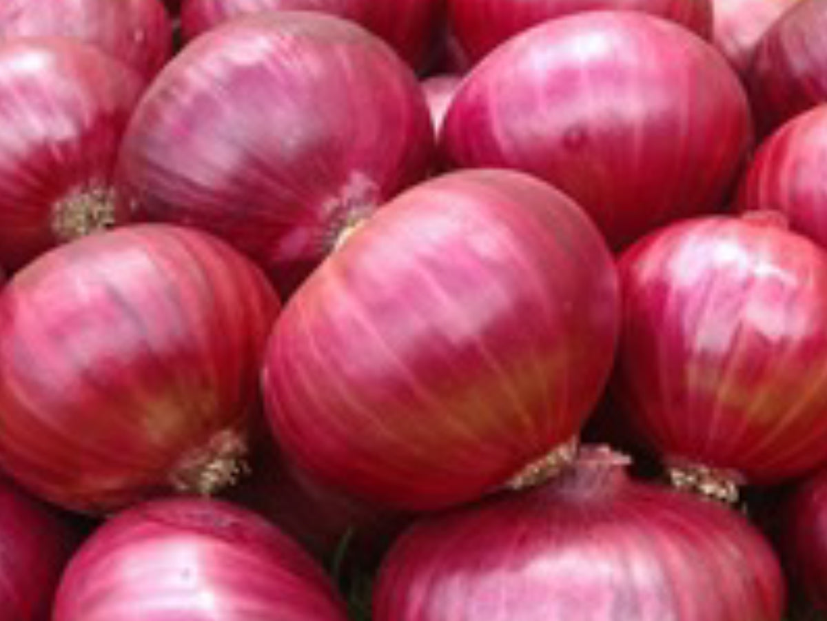 100 Premium Seeds of Red Onion ( Onion Creole)