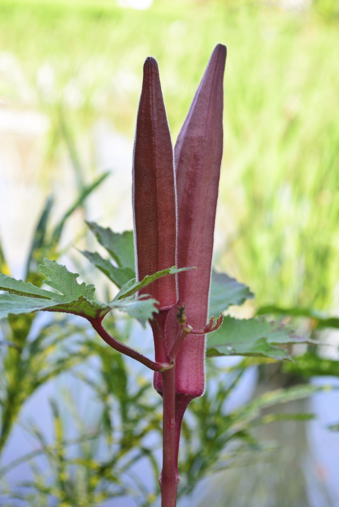 30 Premium Seeds of Red Okra ( Laal Bhindi)