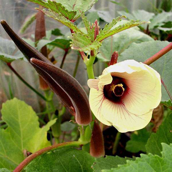 200 Seeds of Black Carrot (Kaali Gaajar), Red Okra (Laal Bhindi) & White Brinjal (Safed Baigan)