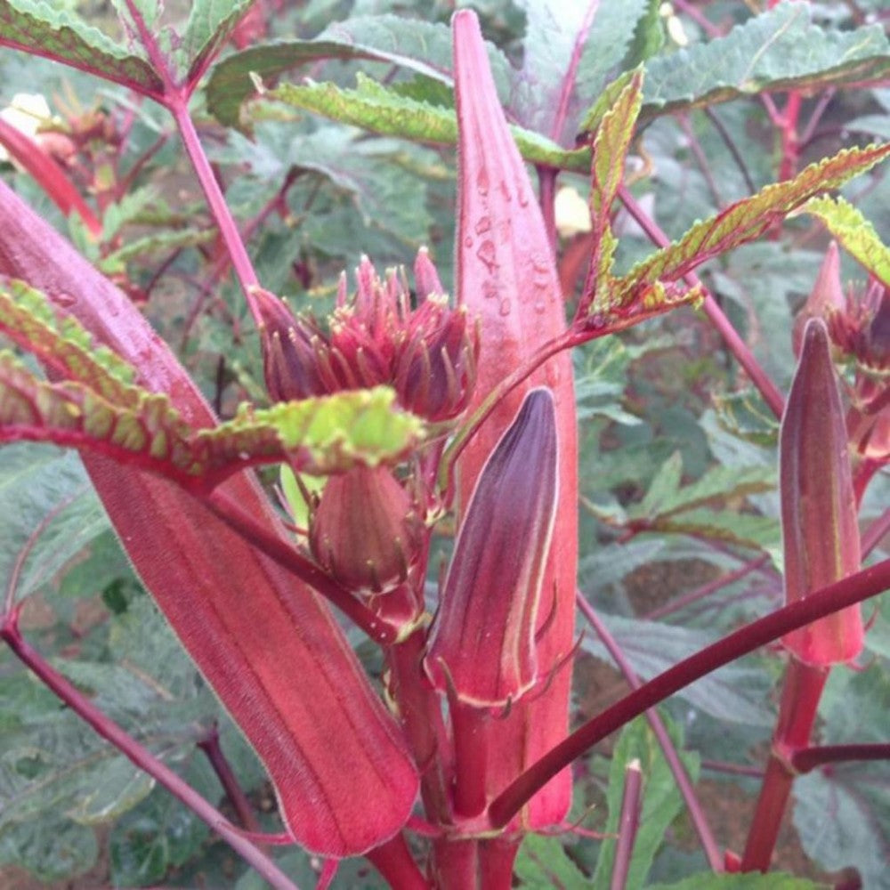 30 Premium Seeds of Red Okra ( Laal Bhindi)