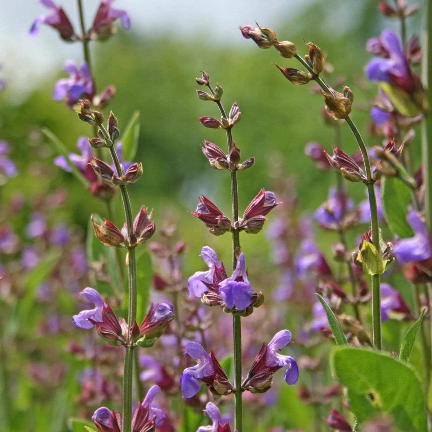 Premium Sage Microgreen Seeds (50 Seeds)