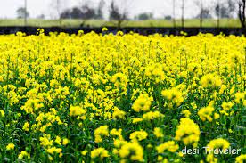 Premium Desi Sarson / Mustard (100 Seeds)