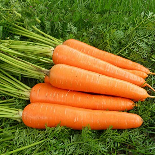 100 Premium Seeds of Shin Kuroda Carrots (Orange Carrots)