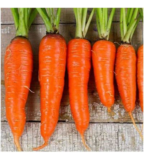 100 Premium Seeds of Shin Kuroda Carrots (Orange Carrots)