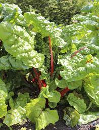 50 Premium Swiss Chard Seeds