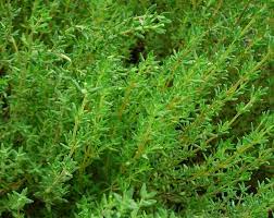 50 Premium Thyme Herb Seeds