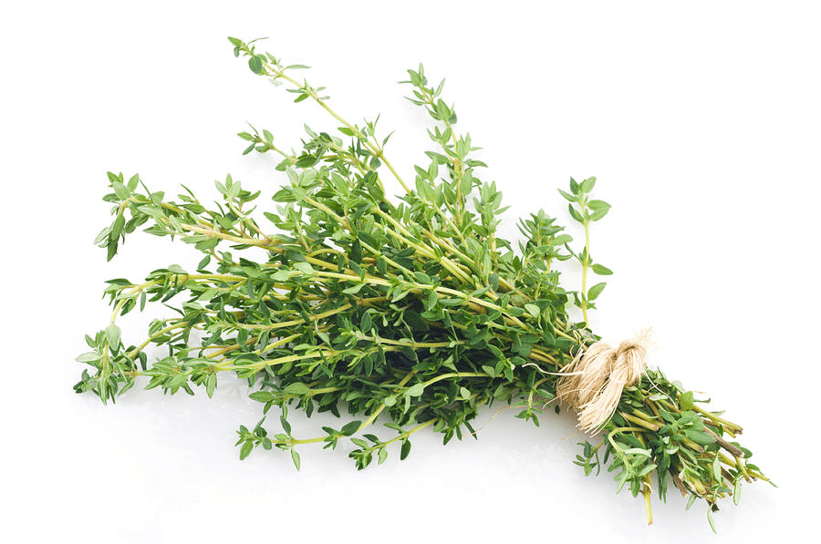 50 Premium Thyme Herb Seeds