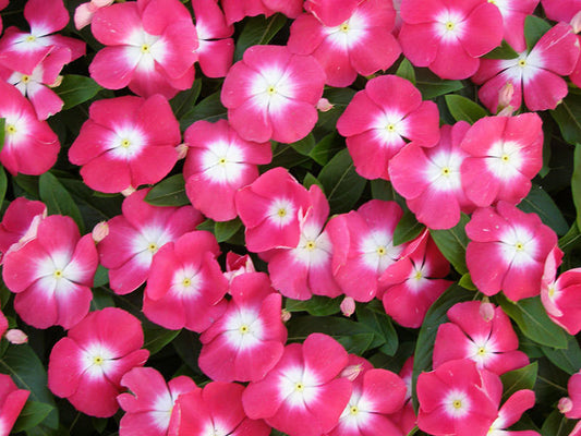 50 Premium Vinca Pacifica Cherry Red Halo Seeds