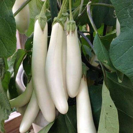 Premium Seeds of White Brinjal/ Safed Baigan (100 Seeds)