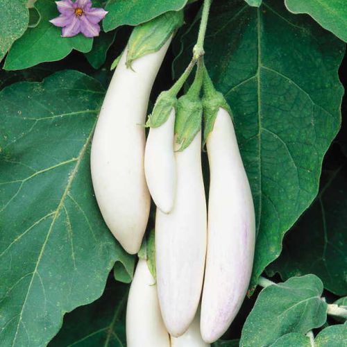 Premium Seeds of White Brinjal/ Safed Baigan (100 Seeds)