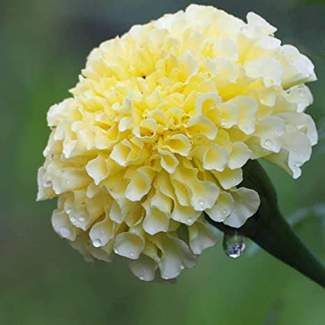 100 Premium Hybrid Marigold (Genda) Seeds of African White Marigold (50 seeds) & Pusa Narangi(100 seeds)