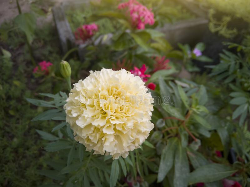 300 Premium Hybrid Seeds Of White Marigold, Scarlet Red Marigold, Gulzafri And Yellow Marigold Flowers