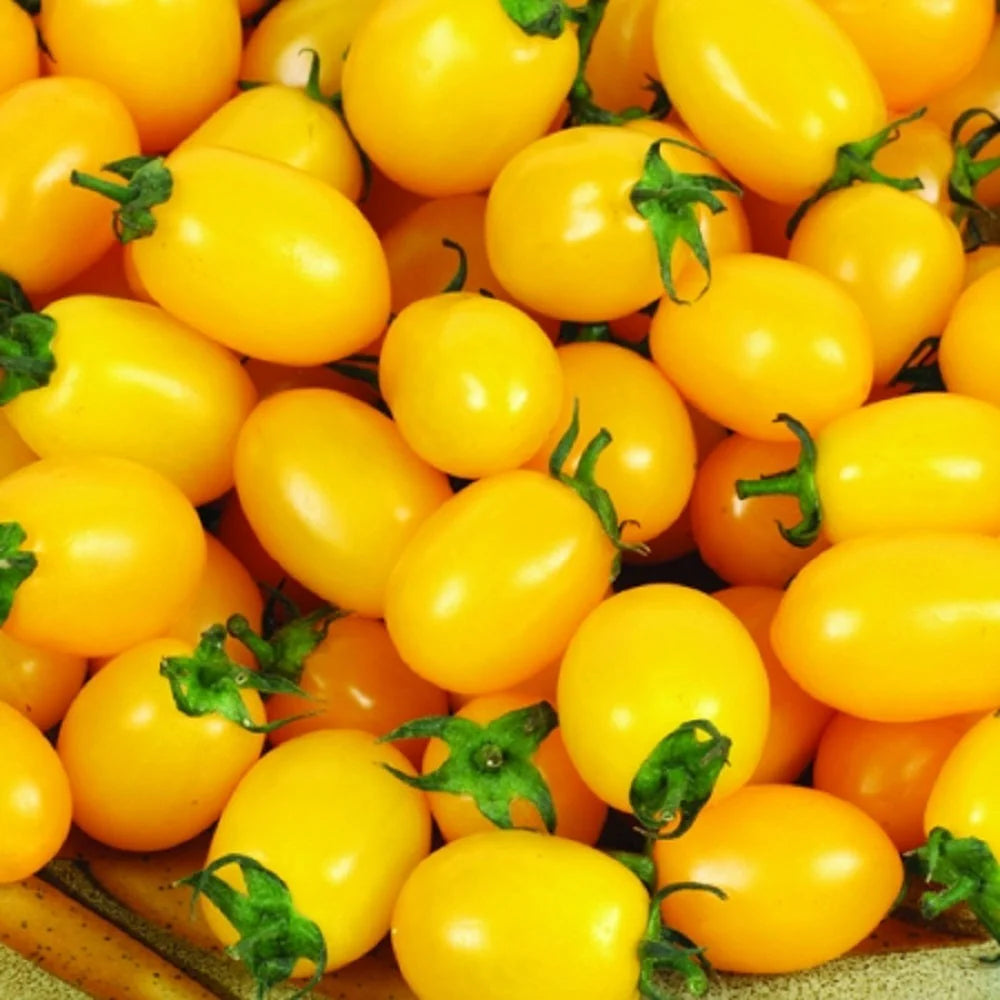 Premium Seeds of Yellow Cherry Tomatoes ( 10 Seeds)