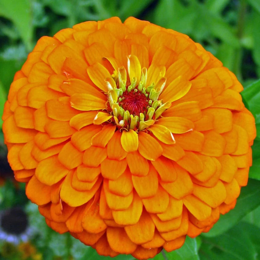 Premium Zinnia Elegans Dahlia Flowered Orange  Seeds (50 Seeds)