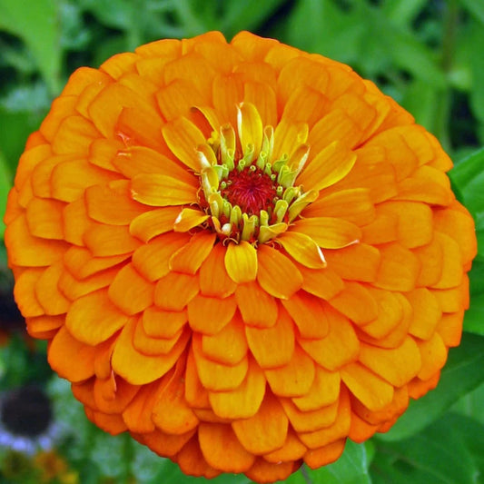 Premium Zinnia Elegans Dahlia Flowered Orange  Seeds (50 Seeds)