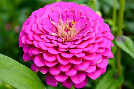 50 Premium Seeds of Zinnia Elegans Royal Purple Flowers