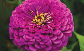 50 Premium Seeds of Zinnia Elegans Royal Purple Flowers