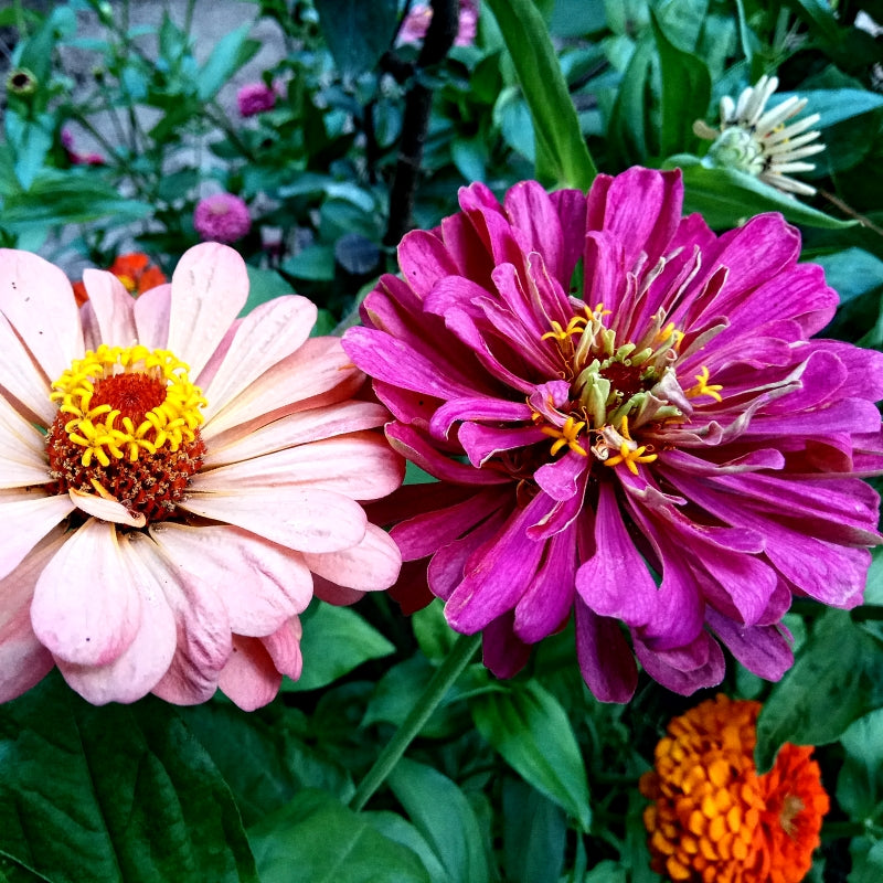 Premium Zinnia Dahlia Flowers (50 Seeds)