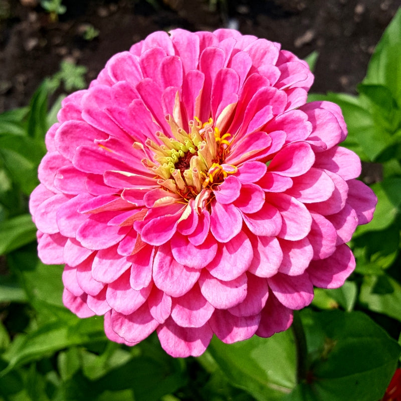 Premium Zinnia Dahlia Flowers (50 Seeds)