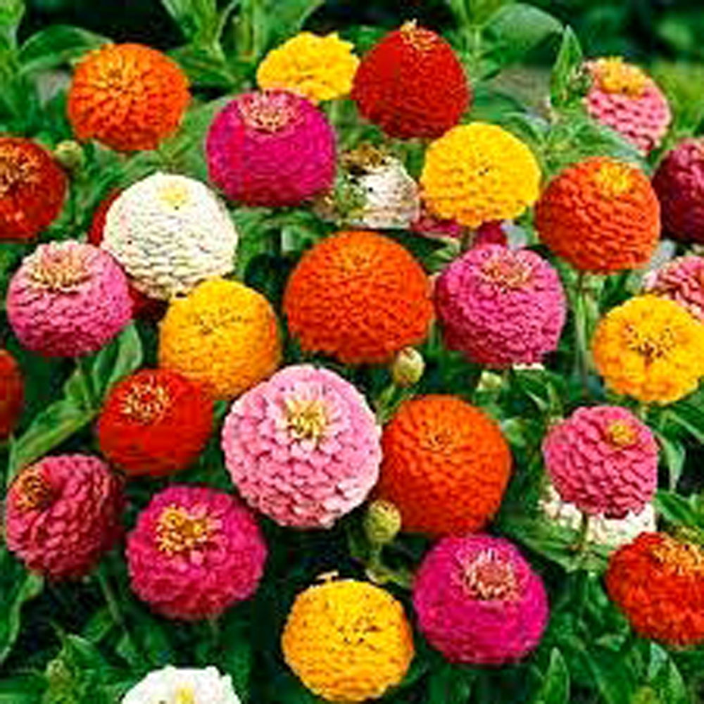 200 Premium Open Pollinated seeds of Zinnia Lilliput, Zinnia Dahlia & Zinnia Pulcino Flowers