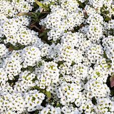 Alyssum Benthami White (50 Seeds)