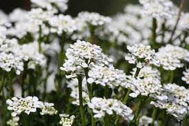 Alyssum Benthami White (50 Seeds)