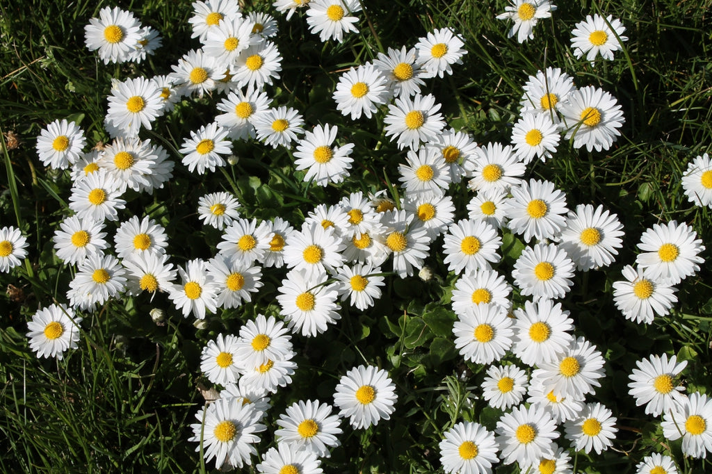 500 Seeds of Daisy Double Mix (Bellis Perennis)