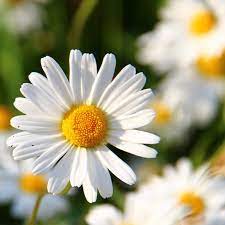 500 Seeds of Daisy Double Mix (Bellis Perennis)