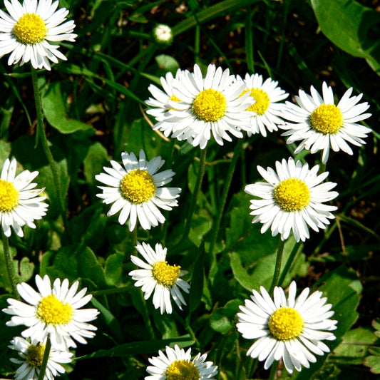 1000 Premium Hybrid Seeds of Bellis (English Daisy) & Clarkia Double Flower