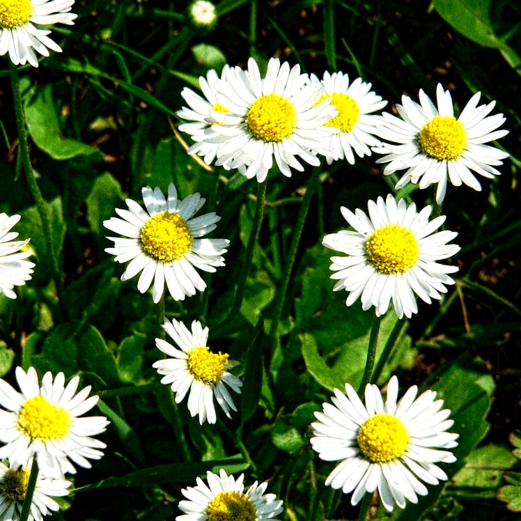 600 Premium Hybrid Seeds of Bellis ( English Daisy) & Pansy flowers